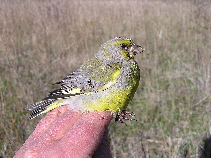 European Greenfinch, Sundre 20050513